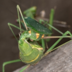 Pseudomantis albofimbriata at Melba, ACT - 22 Mar 2022