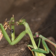 Pseudomantis albofimbriata at Melba, ACT - 22 Mar 2022