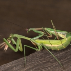 Pseudomantis albofimbriata at Melba, ACT - 22 Mar 2022