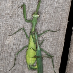 Pseudomantis albofimbriata at Melba, ACT - 22 Mar 2022