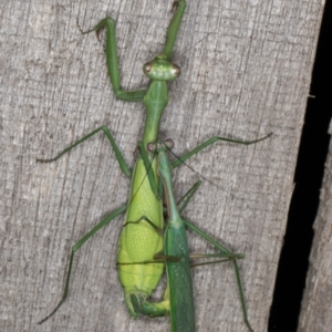 Pseudomantis albofimbriata at Melba, ACT - 22 Mar 2022 11:03 PM