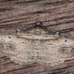 Syneora euboliaria (Boarmiini, Geometer moth) at Melba, ACT - 22 Mar 2022 by kasiaaus