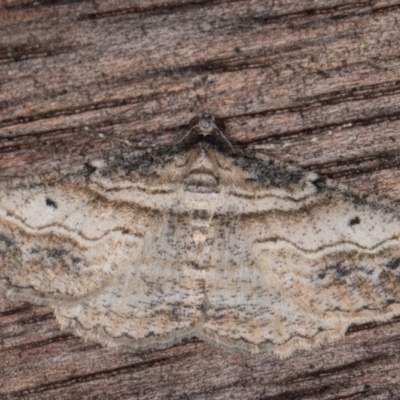 Syneora euboliaria (Boarmiini, Geometer moth) at Melba, ACT - 22 Mar 2022 by kasiaaus