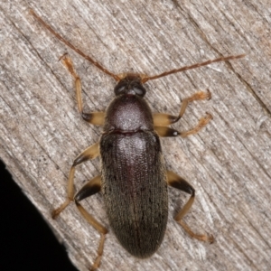 Alleculinae sp. (Subfamily) at Melba, ACT - 22 Mar 2022