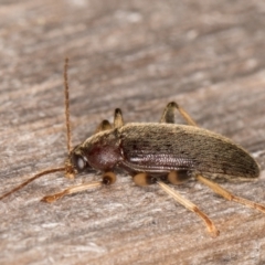 Alleculinae sp. (Subfamily) at Melba, ACT - 22 Mar 2022