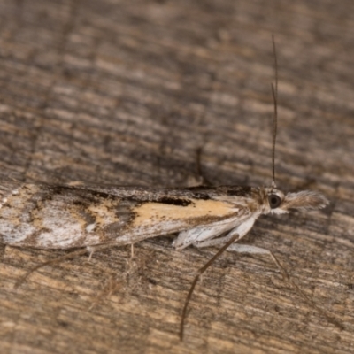 Hednota pedionoma (Pasture Webworm) at Melba, ACT - 22 Mar 2022 by kasiaaus