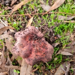 Russula sp. (genus) at Aranda, ACT - 26 Apr 2022