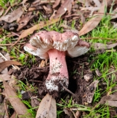 Russula sp. (genus) at Aranda, ACT - 26 Apr 2022