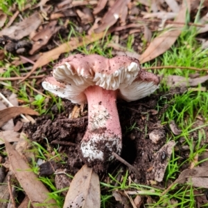 Russula sp. (genus) at Aranda, ACT - 26 Apr 2022