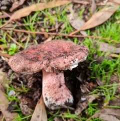 Russula sp. (genus) at Aranda, ACT - 26 Apr 2022