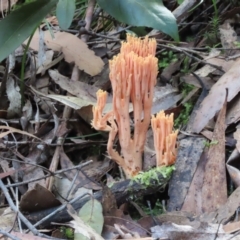 Ramaria sp. (genus) (A Coral fungus) at Paddys River, ACT - 25 Apr 2022 by SandraH