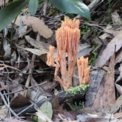 Ramaria sp. (A Coral fungus) at Tidbinbilla Nature Reserve - 25 Apr 2022 by SandraH