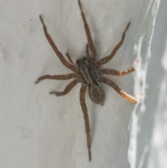 Unidentified Other hunting spider (TBC) at Googong, NSW - 24 Apr 2022 by WHall