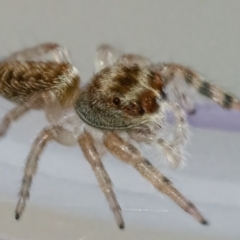 Opisthoncus grassator (Jumping spider) at QPRC LGA - 25 Apr 2022 by WHall