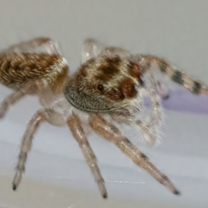 Opisthoncus grassator at Googong, NSW - 25 Apr 2022