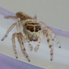 Opisthoncus grassator at Googong, NSW - 25 Apr 2022