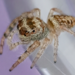 Opisthoncus grassator at Googong, NSW - 25 Apr 2022