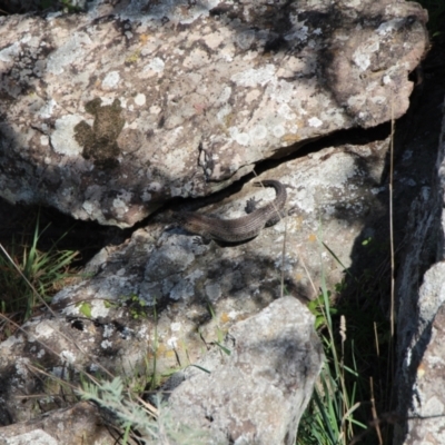 Egernia cunninghami (Cunningham's Skink) at Latham, ACT - 25 Apr 2022 by Attatash1