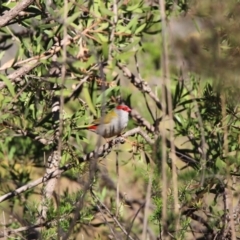 Neochmia temporalis (Red-browed Finch) at Umbagong District Park - 25 Apr 2022 by Attatash1