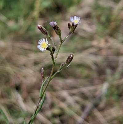 Symphyotrichum subulatum (Wild Aster, Bushy Starwort) at Mount Majura - 26 Apr 2022 by abread111