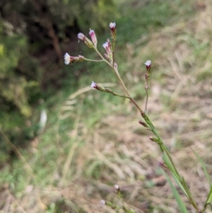 Symphyotrichum subulatum at Watson, ACT - 26 Apr 2022 02:13 PM