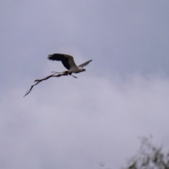 Haliaeetus leucogaster (White-bellied Sea-Eagle) at Burradoo - 25 Apr 2022 by Wildlifelover57