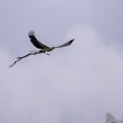 Haliaeetus leucogaster at Burradoo, NSW - 25 Apr 2022