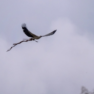 Haliaeetus leucogaster at Burradoo, NSW - 25 Apr 2022 06:37 PM