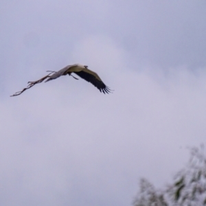 Haliaeetus leucogaster at Burradoo, NSW - 25 Apr 2022 06:37 PM