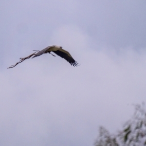 Haliaeetus leucogaster at Burradoo, NSW - 25 Apr 2022