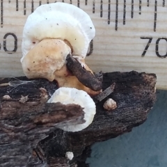 zz Polypore (shelf/hoof-like) at Cooma, NSW - 26 Apr 2022