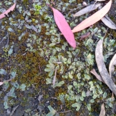 Riccia sp. (genus) (Liverwort) at Cooma, NSW - 26 Apr 2022 by mahargiani