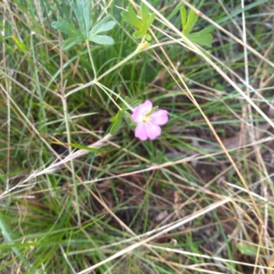 Geranium sp. (Geranium) at Cooma North Ridge Reserve - 26 Apr 2022 by mahargiani
