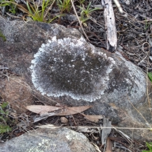 Parmeliaceae (family) at Cooma, NSW - 26 Apr 2022 02:43 PM