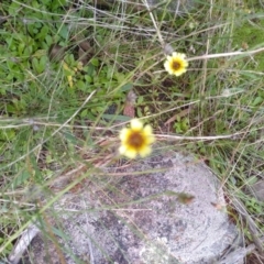 Tolpis barbata (Yellow Hawkweed) at Cooma North Ridge Reserve - 26 Apr 2022 by mahargiani