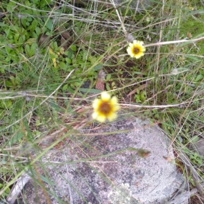 Tolpis barbata (Yellow Hawkweed) at Cooma North Ridge Reserve - 26 Apr 2022 by mahargiani