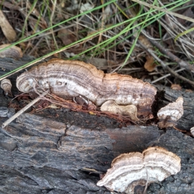 Gloeophyllum at Cooma North Ridge Reserve - 26 Apr 2022 by mahargiani