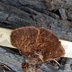 Gloeophyllum at Cooma, NSW - 26 Apr 2022