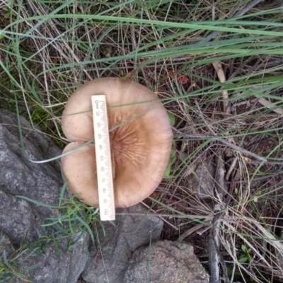 Oudemansiella gigaspora group (Rooting Shank) at Cooma, NSW - 26 Apr 2022 by mahargiani