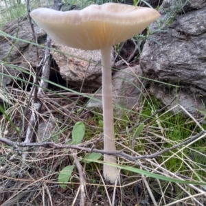 Oudemansiella gigaspora group at Cooma, NSW - 26 Apr 2022