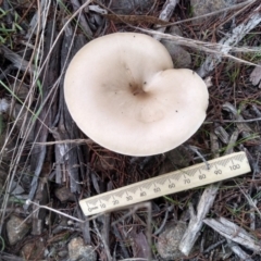 Clitocybe s.l. at Cooma North Ridge Reserve - 26 Apr 2022 by mahargiani