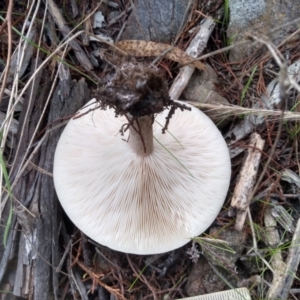 Clitocybe s.l. at Cooma, NSW - 26 Apr 2022 03:22 PM