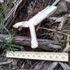 Clitocybe s.l. at Cooma, NSW - 26 Apr 2022 03:22 PM