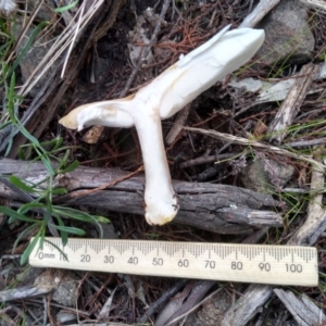 Clitocybe s.l. at Cooma, NSW - 26 Apr 2022 03:22 PM