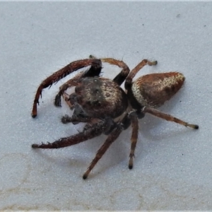 Opisthoncus grassator at Tennent, ACT - 25 Apr 2022 09:49 AM