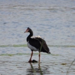 Anseranas semipalmata (Magpie Goose) at Leeton, NSW - 11 Oct 2021 by WingsToWander