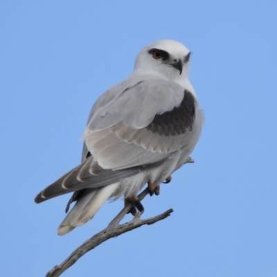 Elanus axillaris (Black-shouldered Kite) at Leeton, NSW - 11 Oct 2021 by WingsToWander