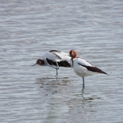 Recurvirostra novaehollandiae (Red-necked Avocet) at Leeton, NSW - 11 Oct 2021 by WingsToWander