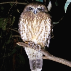 Ninox boobook (Southern Boobook) at Wodonga Regional Park - 10 Jun 2021 by WingsToWander