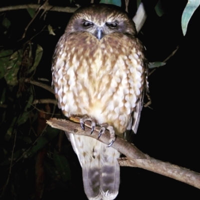 Ninox boobook (Southern Boobook) at Wodonga Regional Park - 10 Jun 2021 by WingsToWander